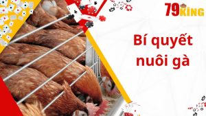 Bí Quyết Nuôi Gà- Kho Báu Gia Truyền Trong Chăn Nuôi