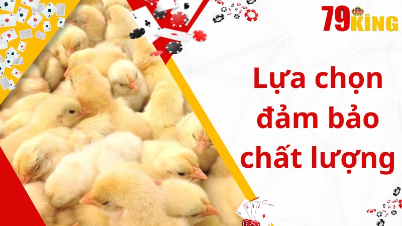 Một số bí quyết nuôi gà phổ biến