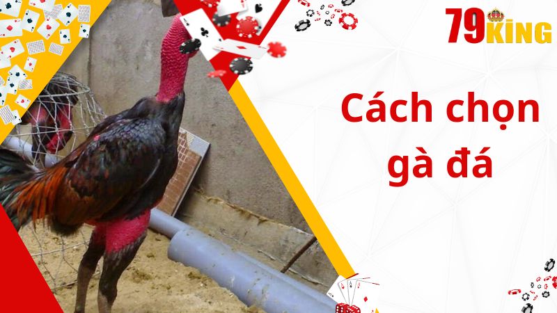 Cách lựa chọn gà trong trận đấu