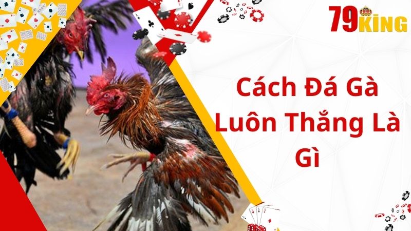 Thông tin về cách đá gà luôn thắng tại 79King