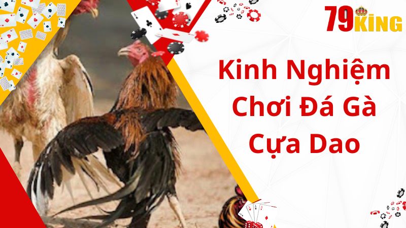 Chia sẻ kinh nghiệm chơi đấu gà cựa dao thắng đậm từ cao thủ