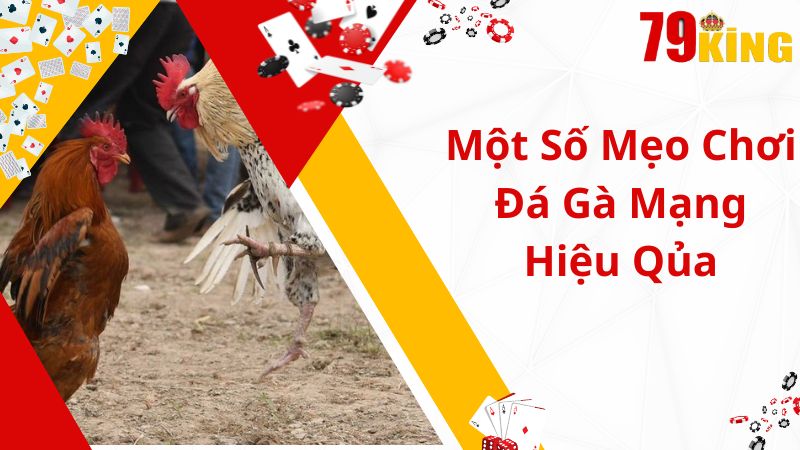 Chia sẻ mẹo chơi đá gà mạng hiệu quả